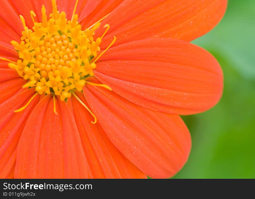 Macro of an Orange Daisy