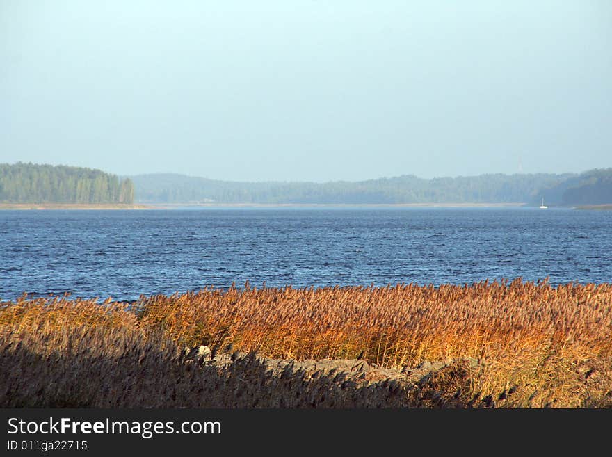 Landscape with cane on a lake and a blue sky