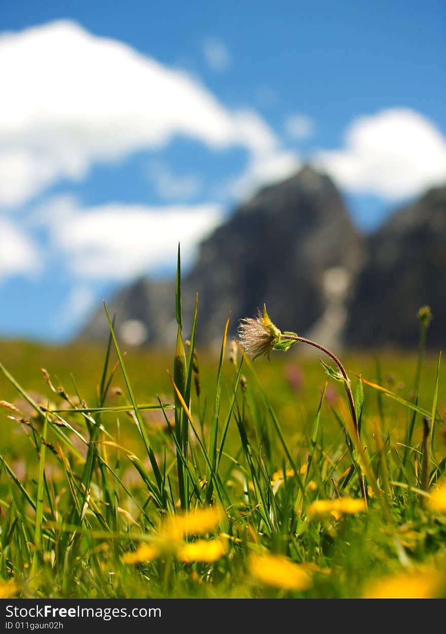 A landscape shot with the focus on a flower and a blurred mountain and sky in the background. A landscape shot with the focus on a flower and a blurred mountain and sky in the background.