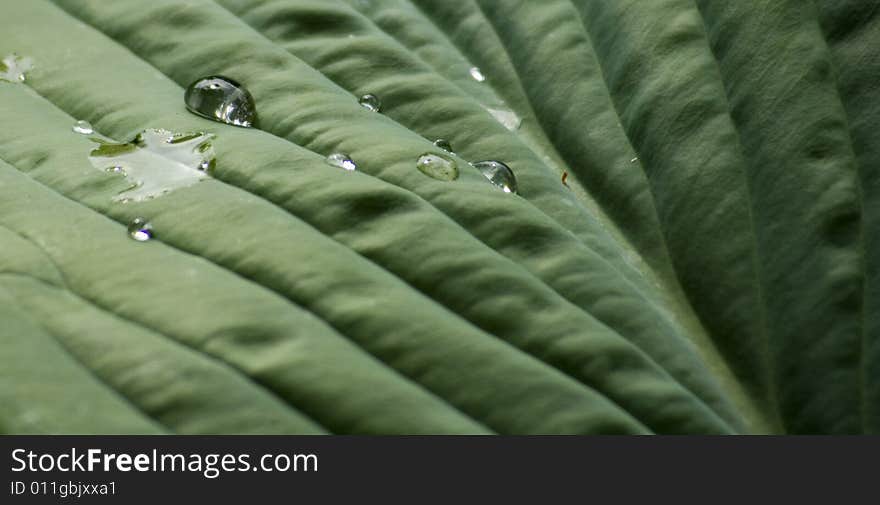 Close up of droplets on the leaf of a large plant. Close up of droplets on the leaf of a large plant.