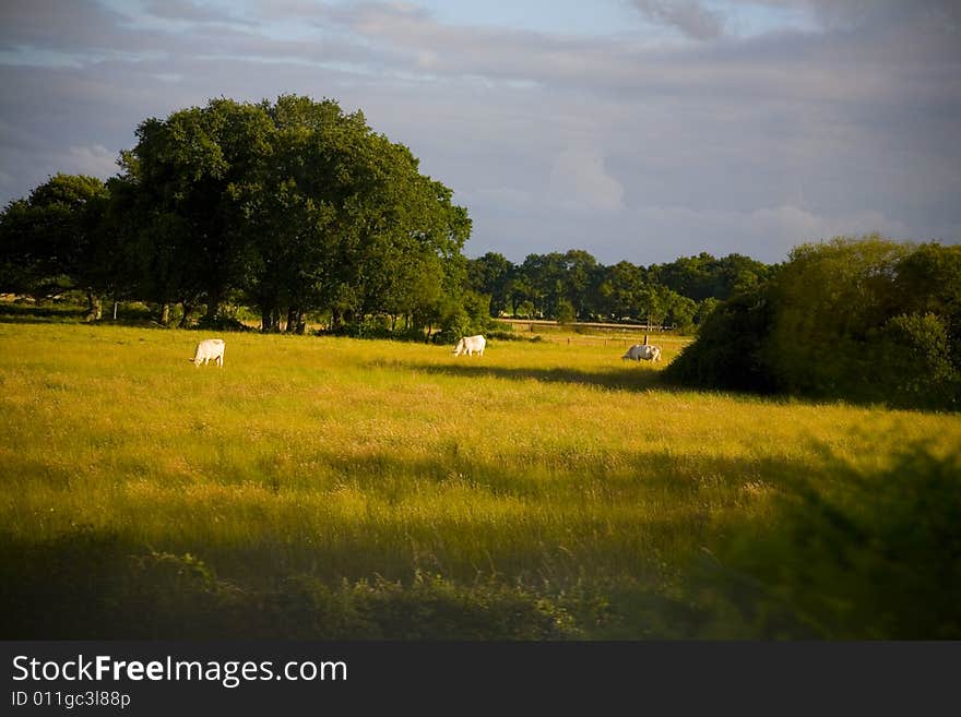 Few cows wide shot from country side