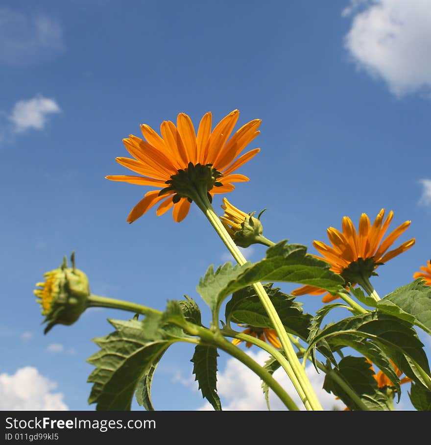 Yellow flowers on a background of the blue sky