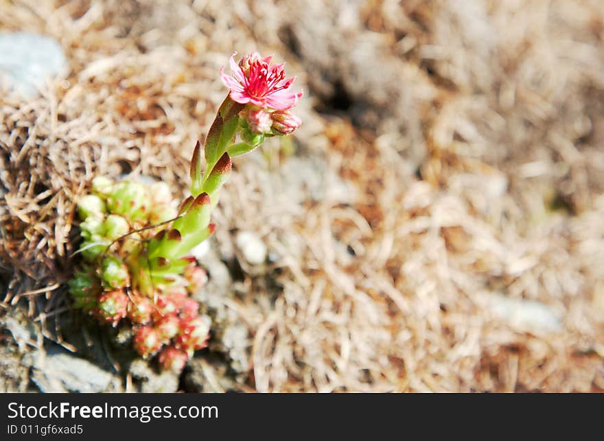 Sempervivum arachnoideum: Houseleeks or Liveforever alpine succulent plant, also known as Hen and chicks. Sempervivum arachnoideum: Houseleeks or Liveforever alpine succulent plant, also known as Hen and chicks