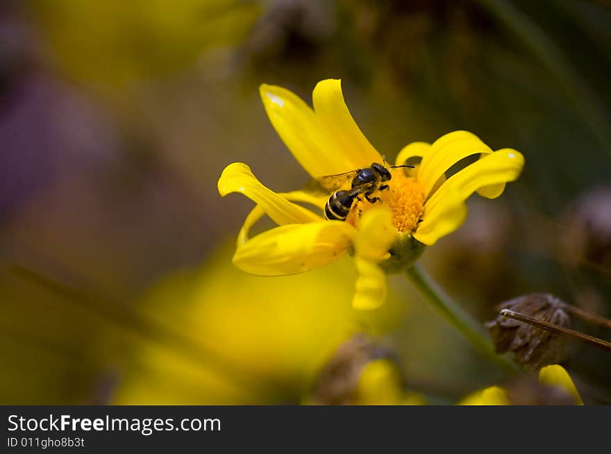 Bee close up macro shot on flower