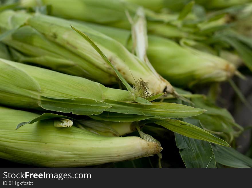 A group of beautiful corn with husk on it.