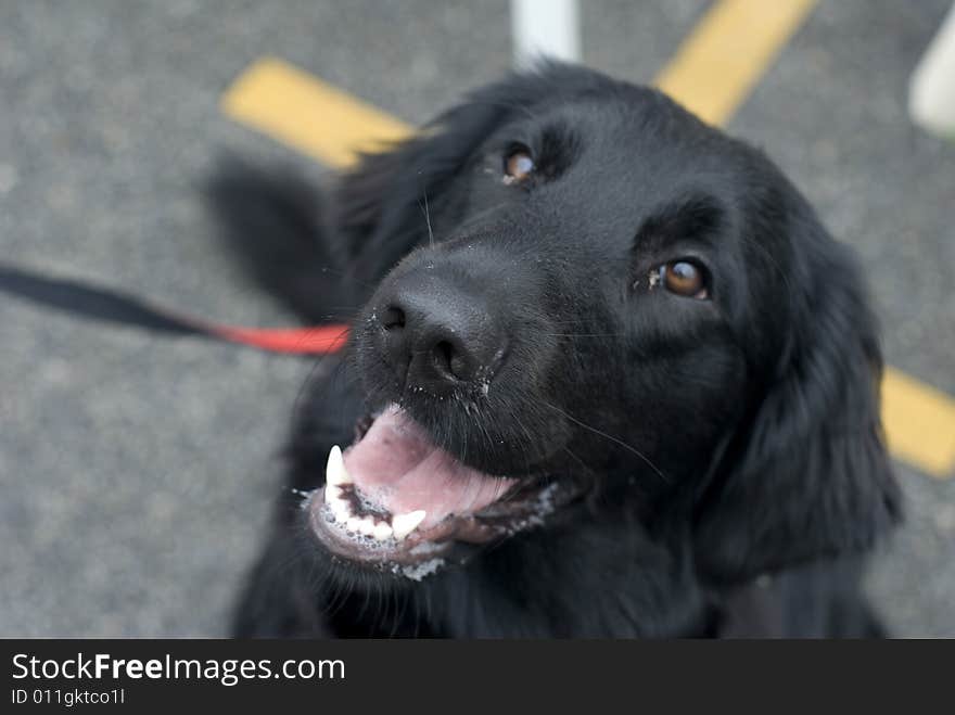 An amazing dog outside on a cloudy day. An amazing dog outside on a cloudy day.