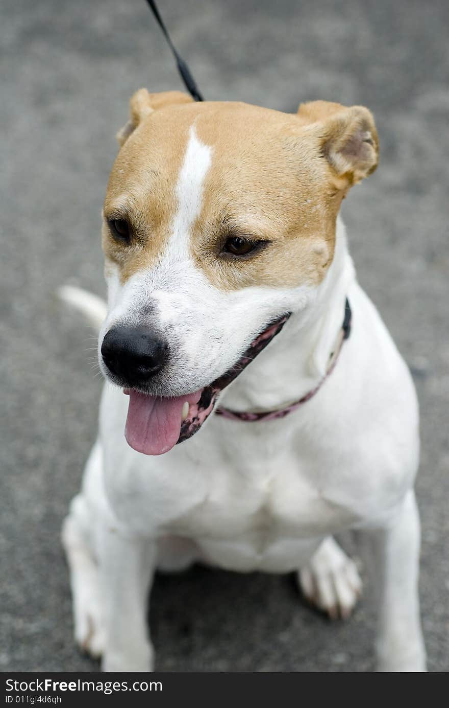 An amazing dog outside on a cloudy day. An amazing dog outside on a cloudy day.