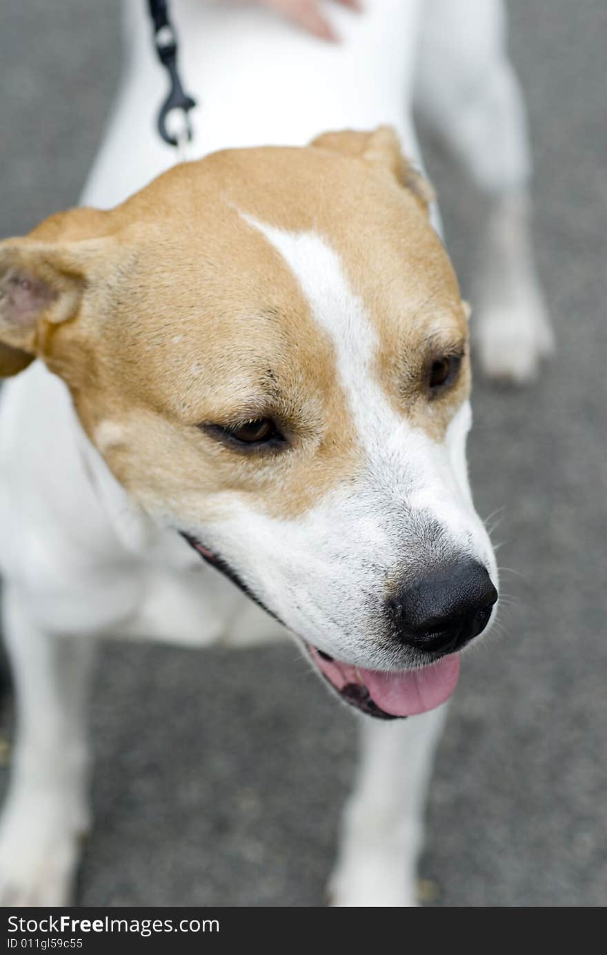 An amazing dog outside on a cloudy day. An amazing dog outside on a cloudy day.