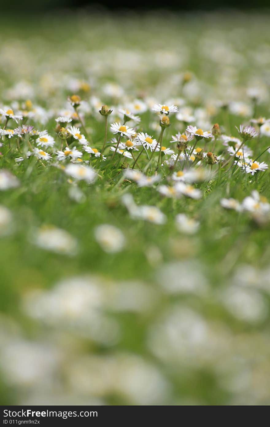 Lawn of Daisies