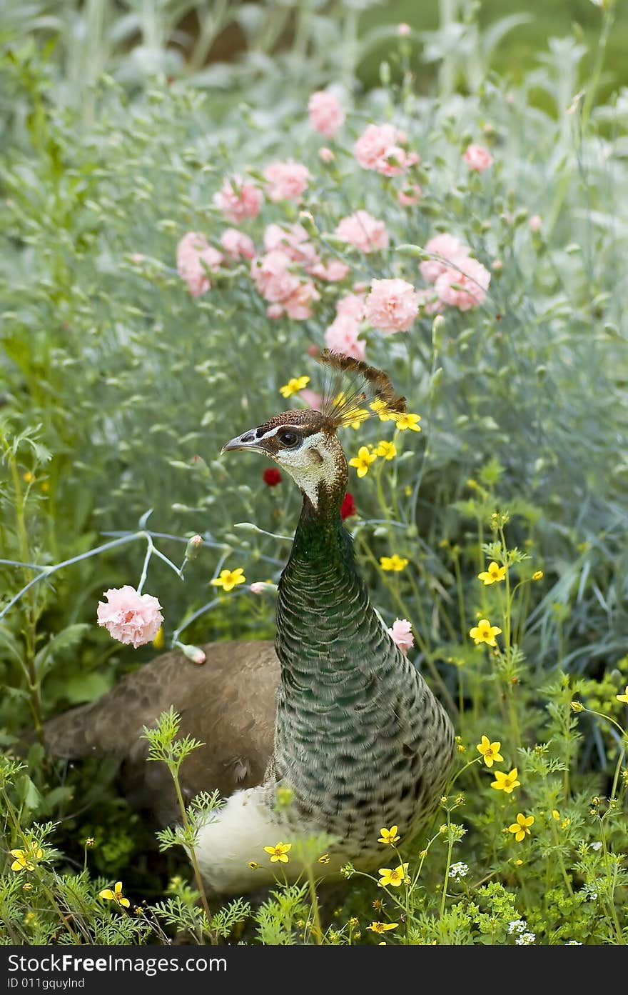 Female Peacock