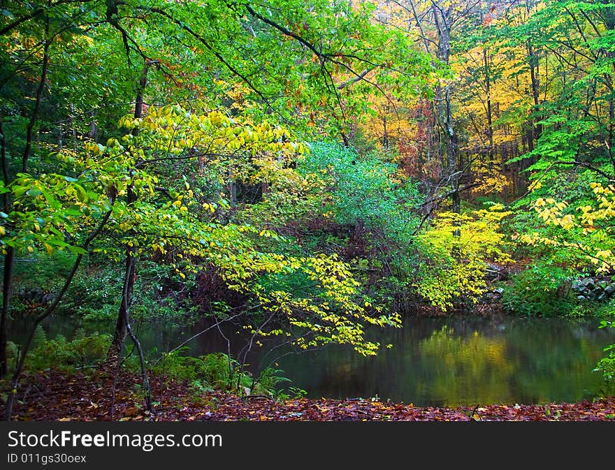 Leaves beginning to turn on the Mianus River. Leaves beginning to turn on the Mianus River.