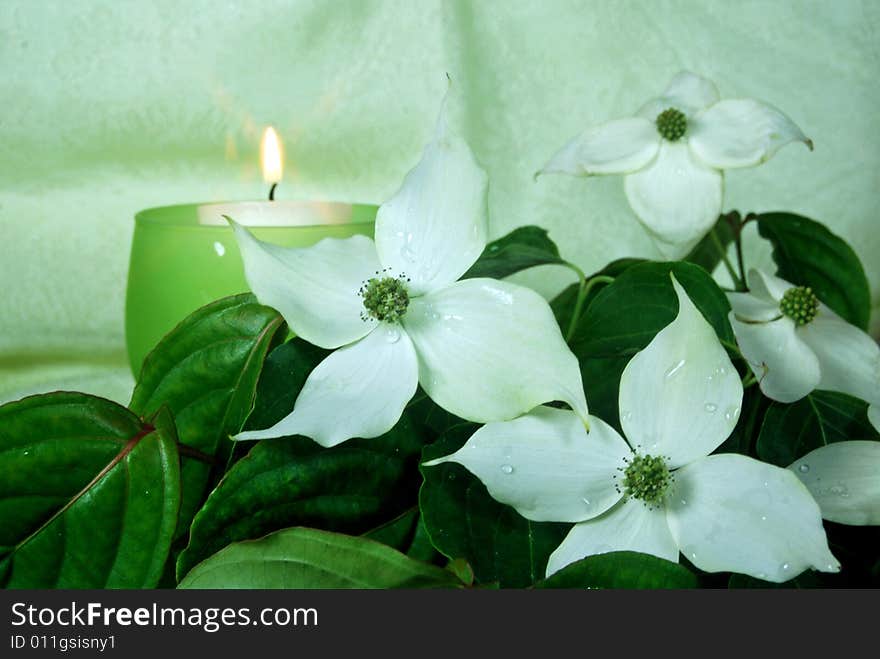 Dainty dogwood blossoms with glowing candle.