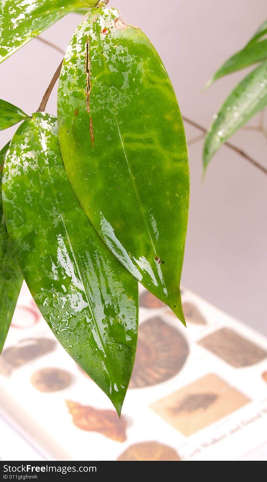 Wet green leaves & fossil book composition. Wet green leaves & fossil book composition