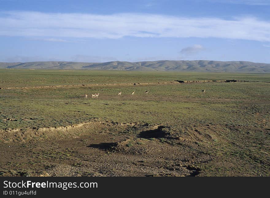 Oryx in Qinghai-Tibet Platean