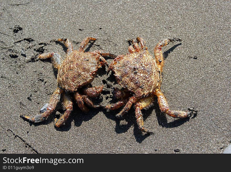 Two crabs were met ashore Pacific ocean. Two crabs were met ashore Pacific ocean.