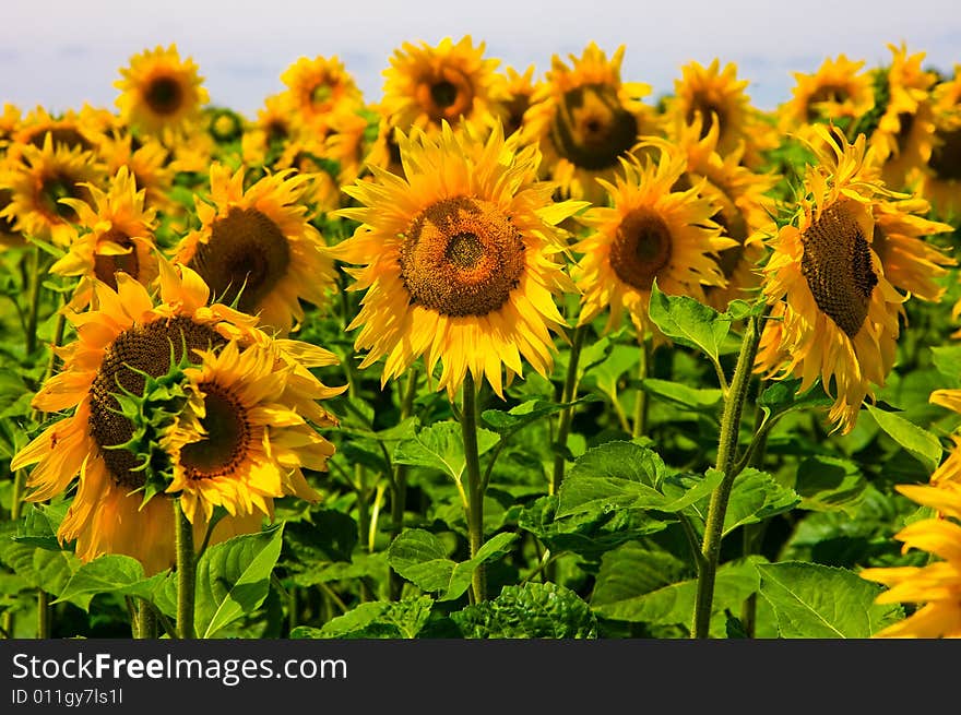 Sunflowers on a sunny day