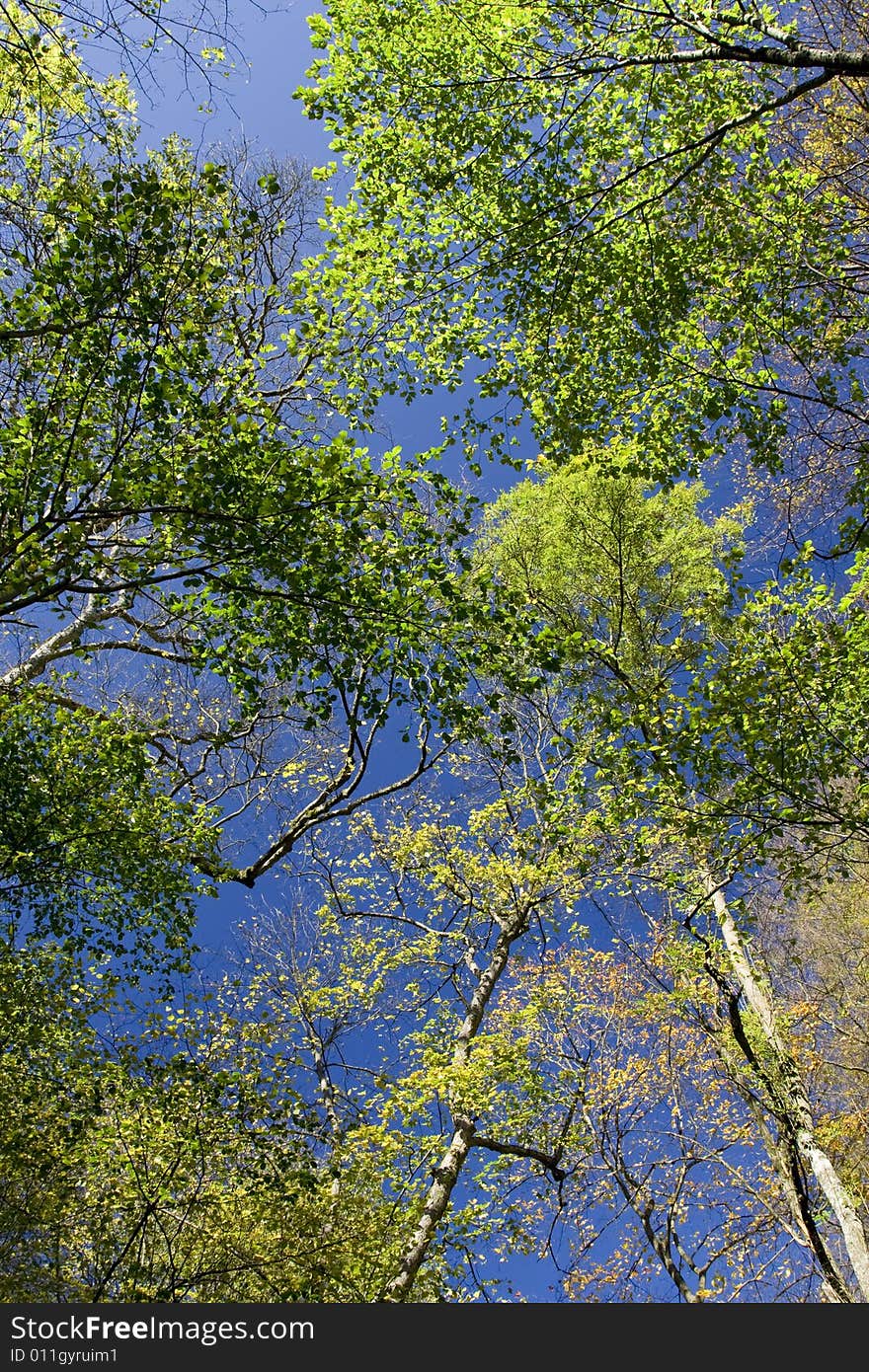 Fall maple trees glowing in sunshine with blue sky background