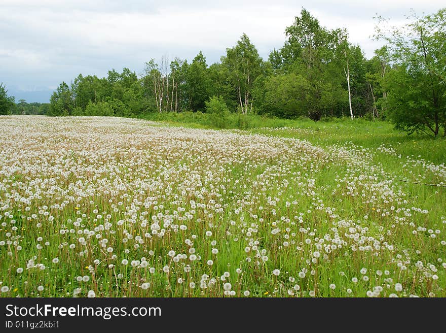 The Beautiful meadow with ripened dandelion. The Beautiful meadow with ripened dandelion.