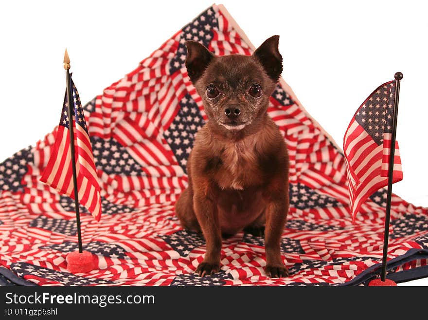 Patriotic Chihuahua - America