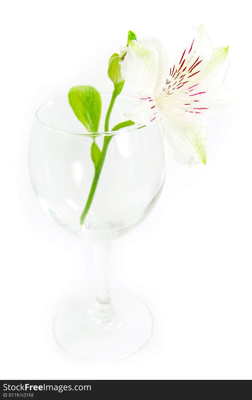 Empty crystal glass with white amaryllis