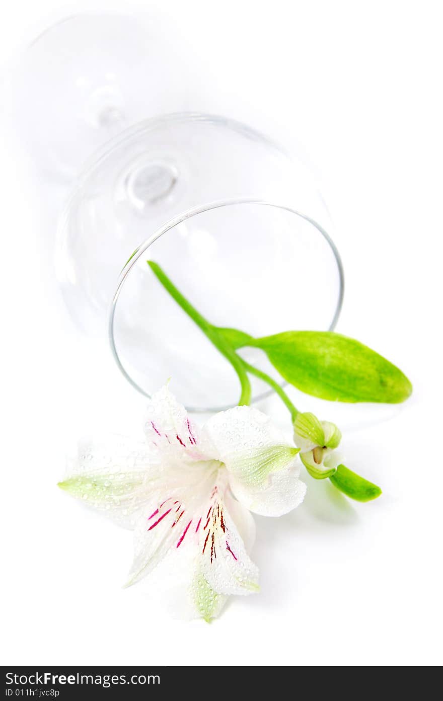 Empty crystal glass with white amaryllis