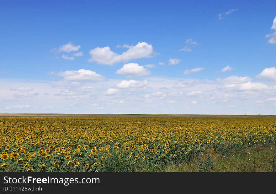 Sunflower field