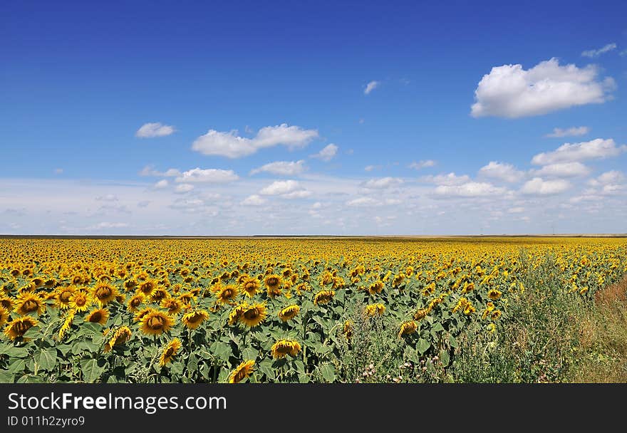 Sunflower field on blue sky