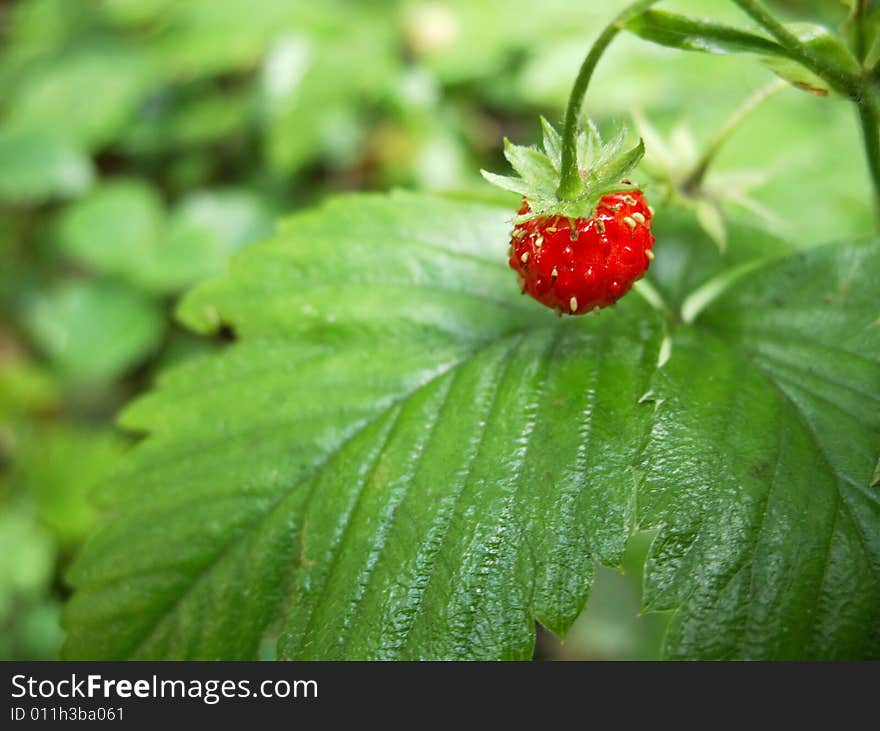 Red wild strawberry in the forest