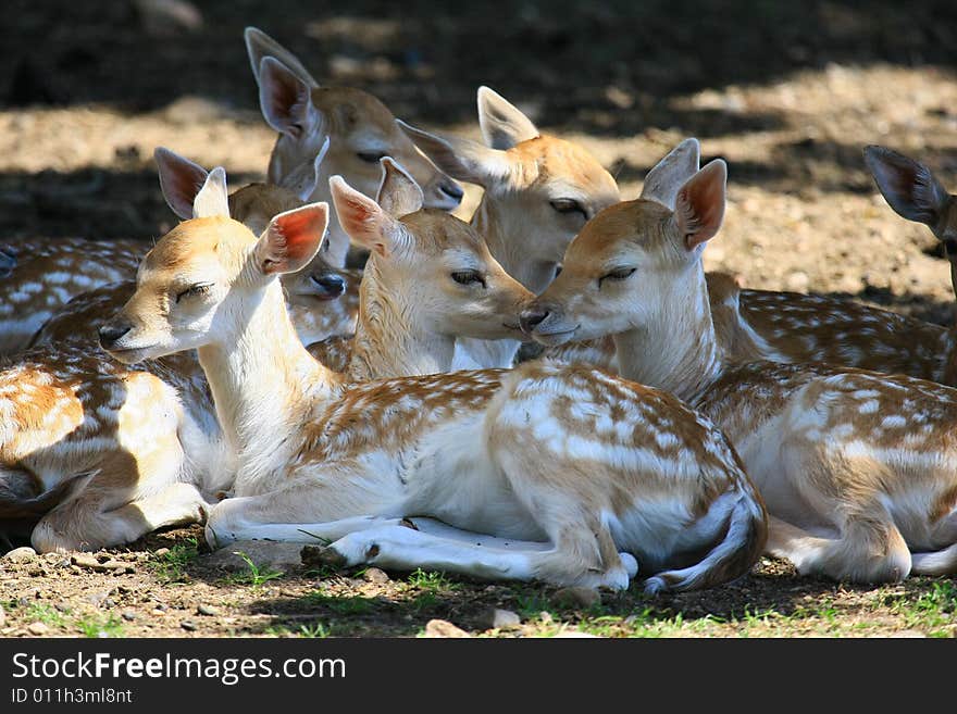 Fawn