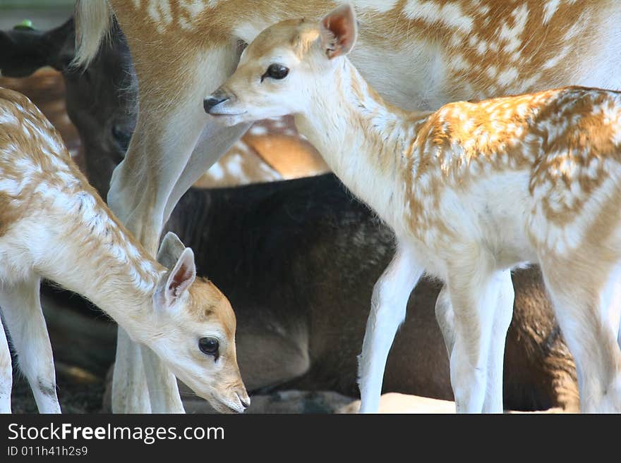 Fawn