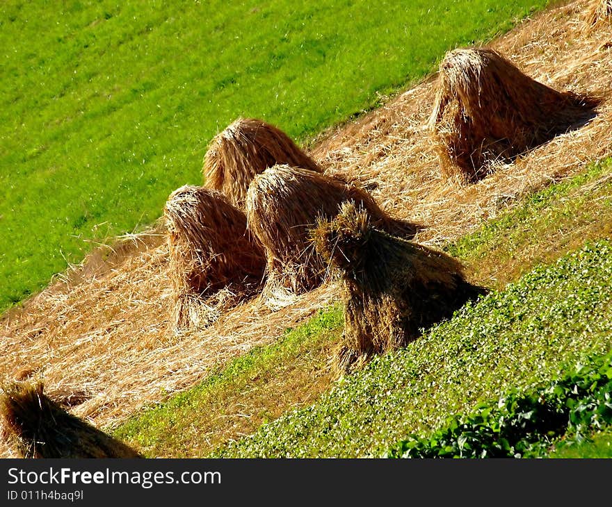 An original shot of some sheafs in a field