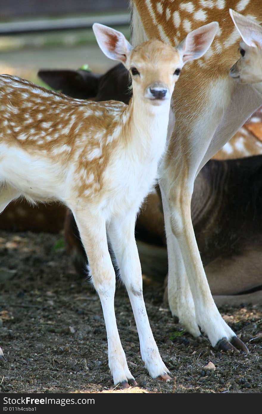 Fawn