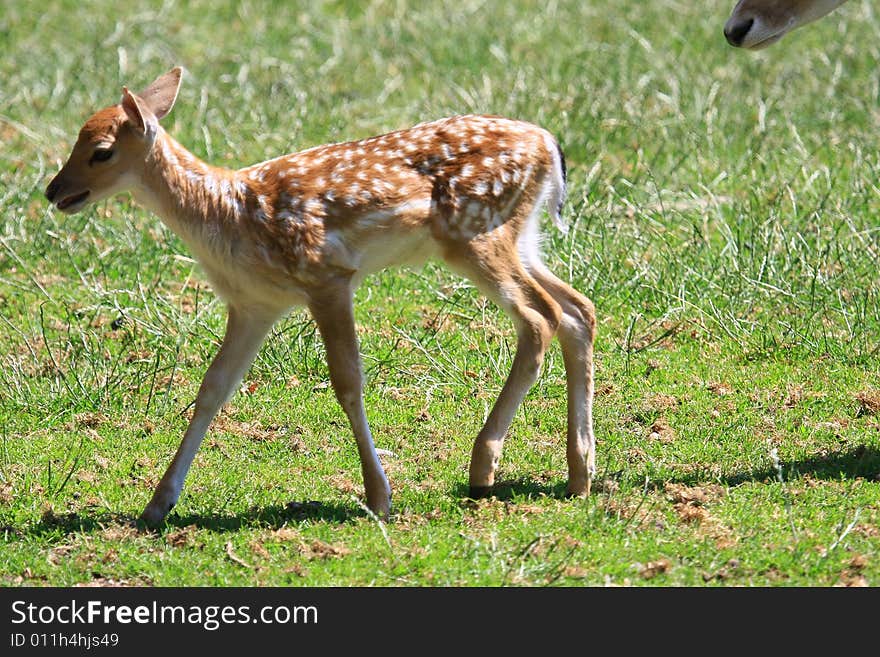 New born Fawns on their first days