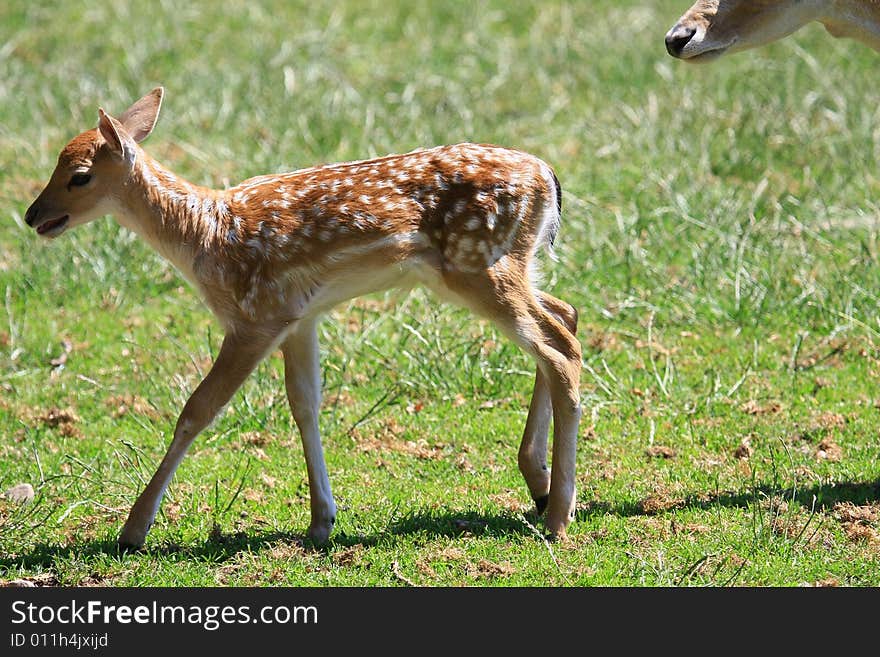 Fawn