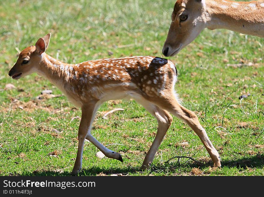 Fawn