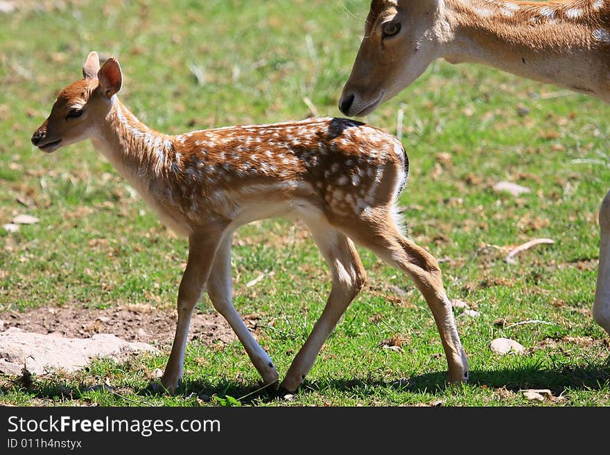 Fawn