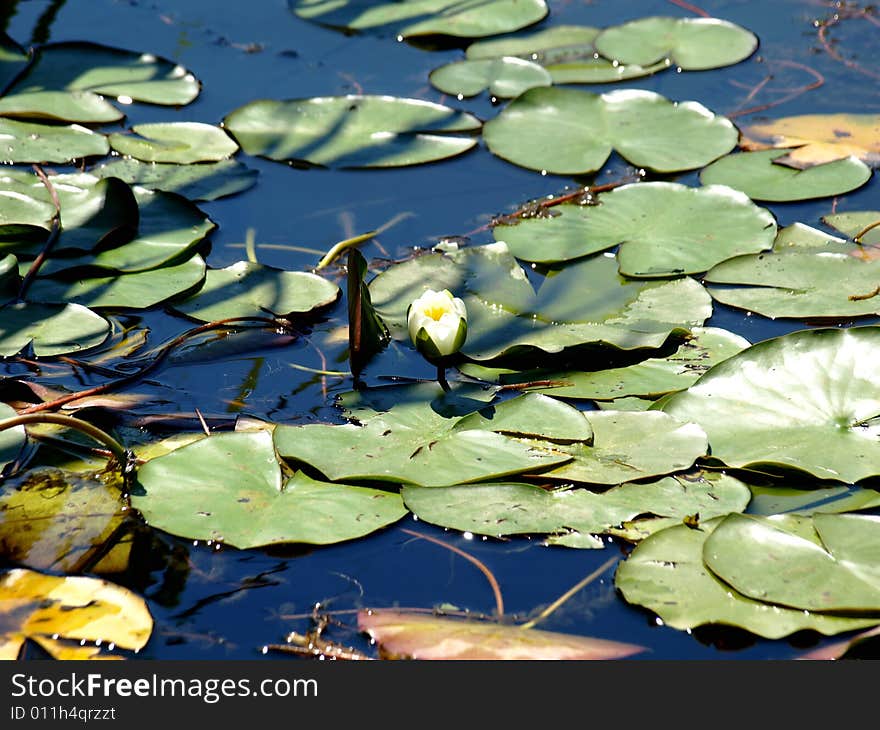 Leaves And Water Lily