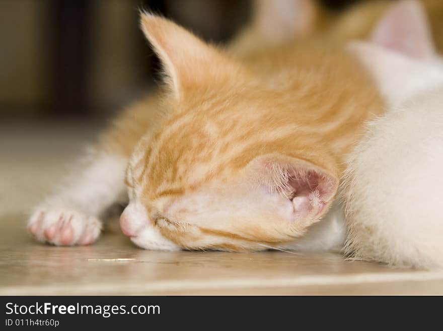 Orange and white kitten sleeping on a tile floor. SELECTIVE FOCUS. Orange and white kitten sleeping on a tile floor. SELECTIVE FOCUS.