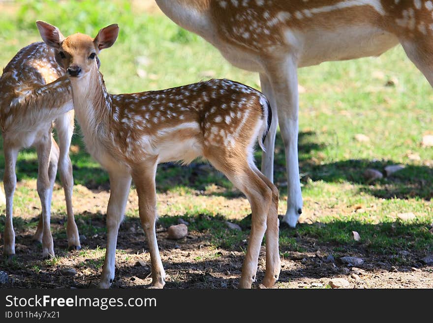 Fawn