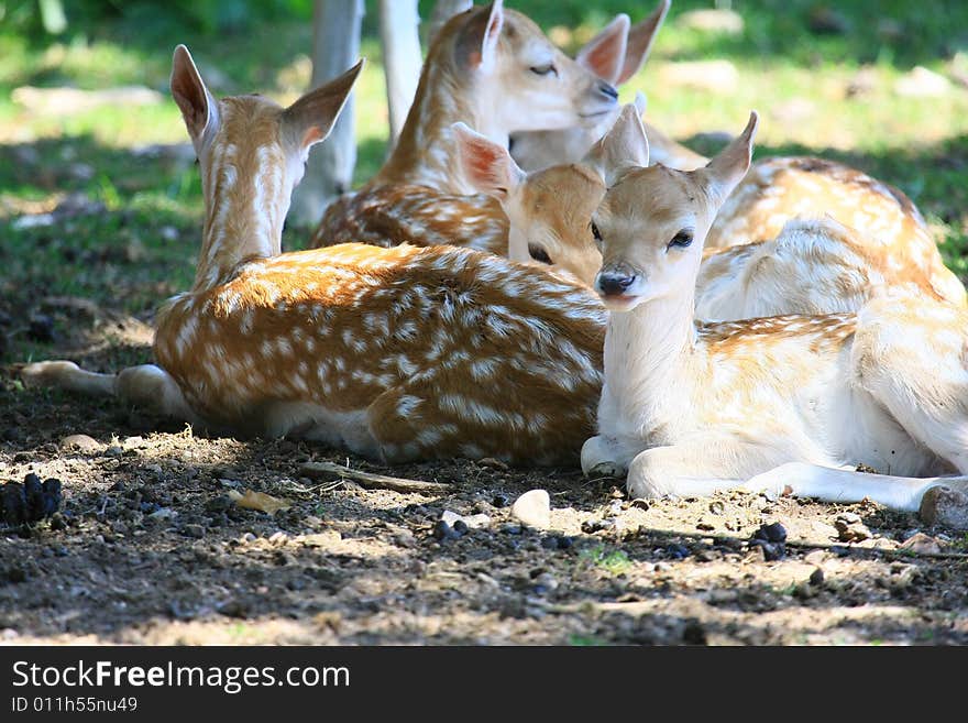 Fawn