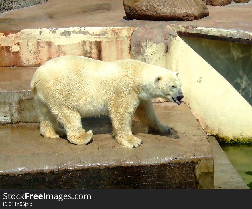 Polar Bear In A Zoo