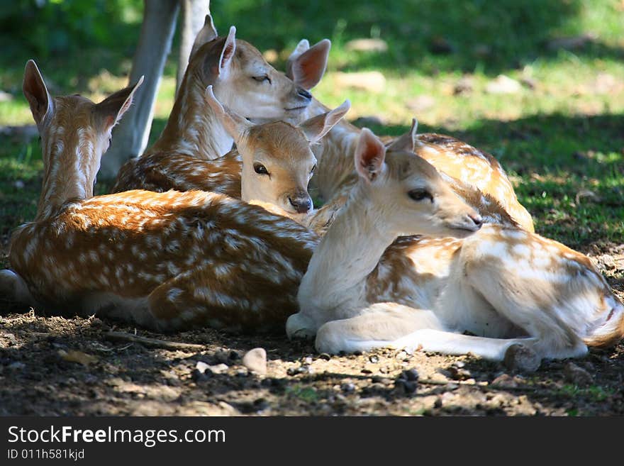 Fawn