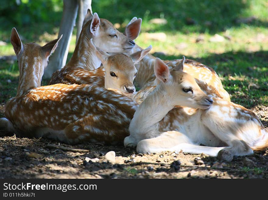 Fawn