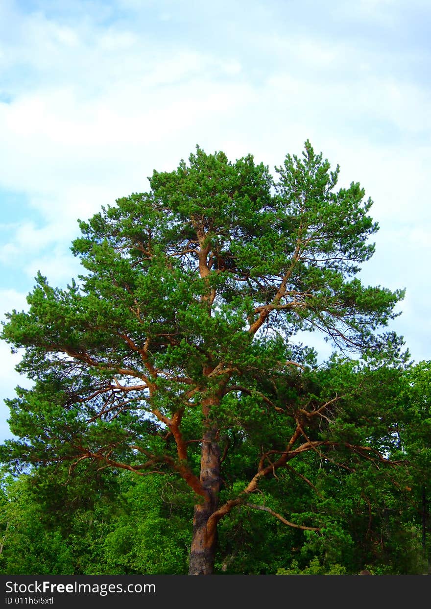 Photo of a beautiful tree on a background of clouds.