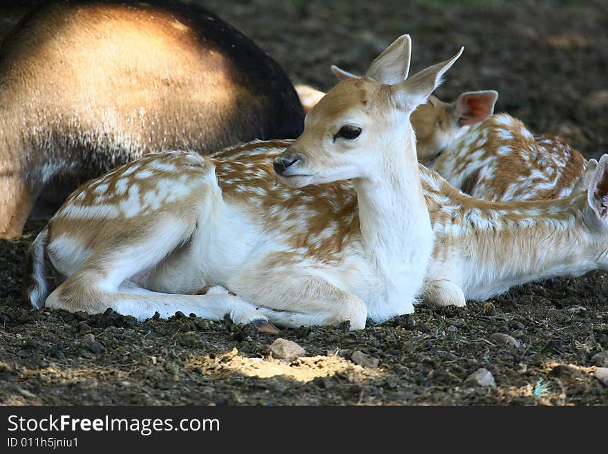 Fawn