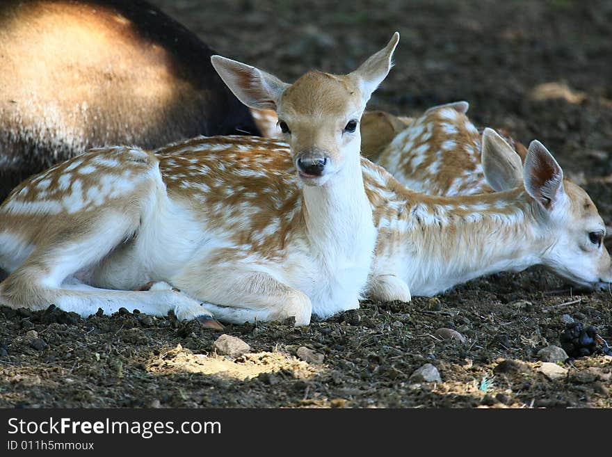 Fawn