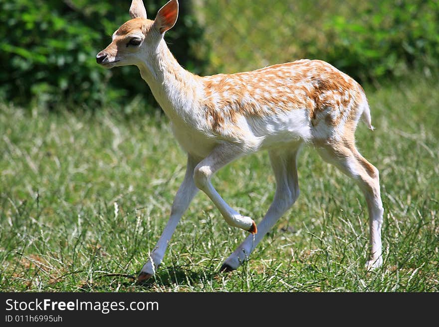 New born Fawns on their first days