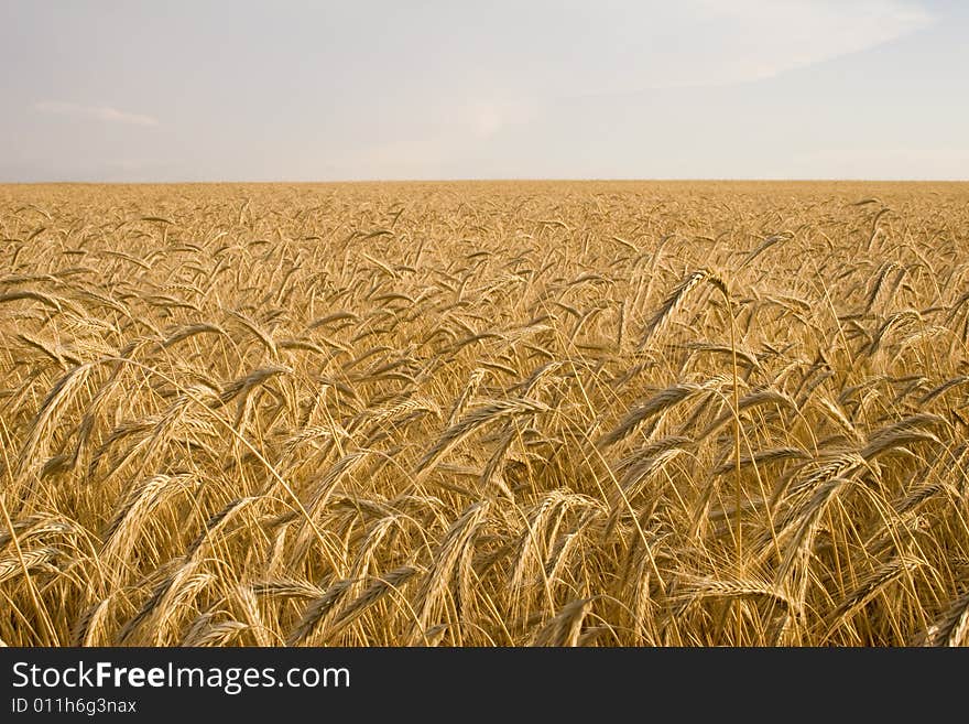 Cereal cultures are bread, a theme of an agriculture. Cereal cultures are bread, a theme of an agriculture.