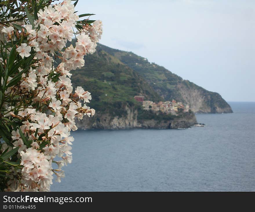 Manarola view with white flowers - Cinque Terre, Liguria, Italy. Manarola view with white flowers - Cinque Terre, Liguria, Italy