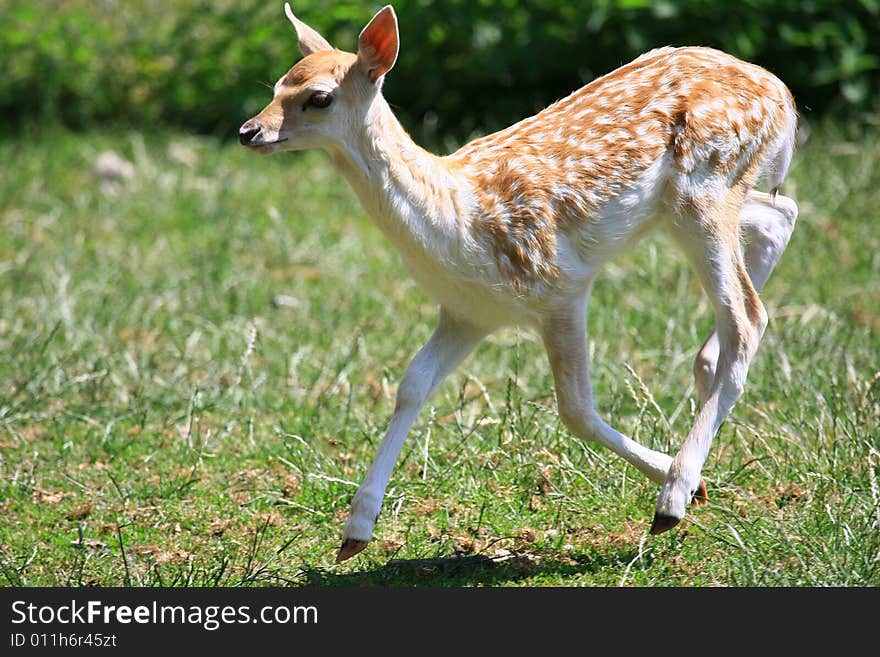 New born Fawns on their first days